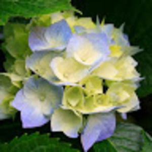 Meet your Posher, Abigail